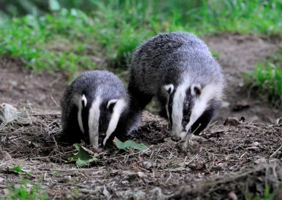 Young Badgers